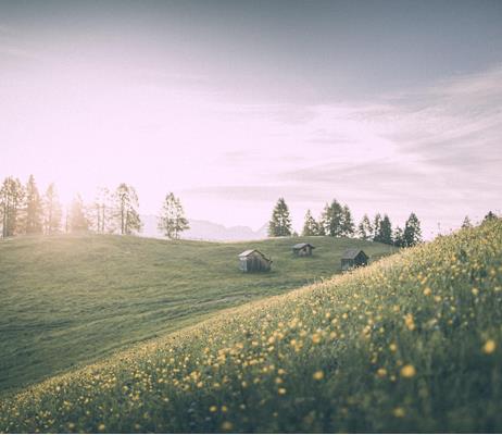 Mountain Pasture